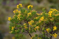 Hypericum mysurense