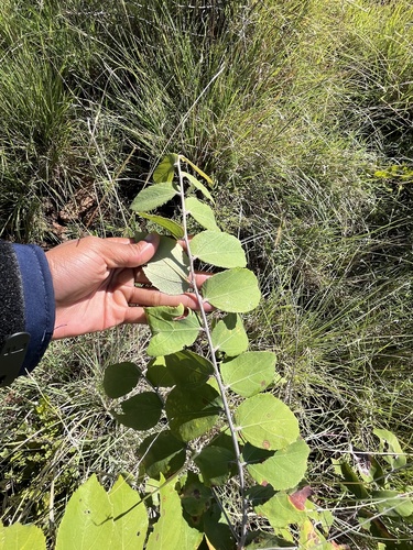 Grewia monticola, photograph 5