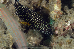Epinephelus ongus