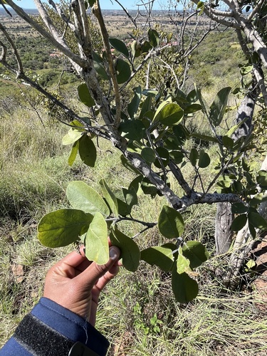 Large-fruited bushwillow (Combretum zeyheri)