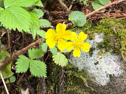 Potentilla matsumurae iNat (3)