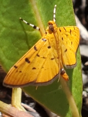 Phaedropsis stictigramma