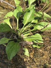 Plantago cordata