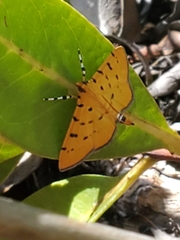 Phaedropsis stictigramma