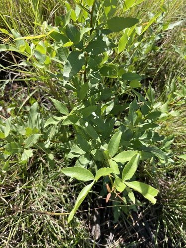 Searsia leptodictya, photograph 4
