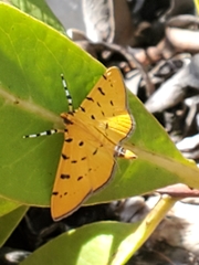 Phaedropsis stictigramma