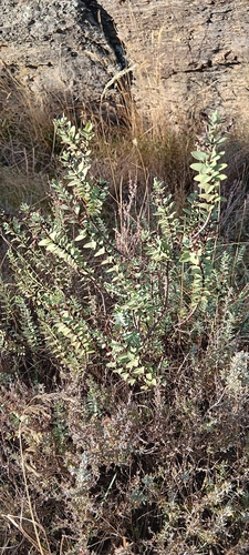 Veronica pimeleoides observed 2026-05-09