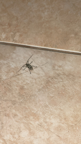Spider Longhorned Beetle