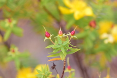 Hypericum mysurense