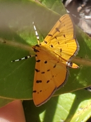 Phaedropsis stictigramma