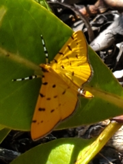 Phaedropsis stictigramma