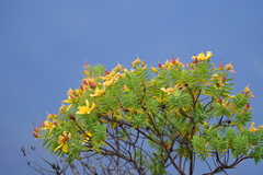 Hypericum mysurense