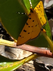 Phaedropsis stictigramma