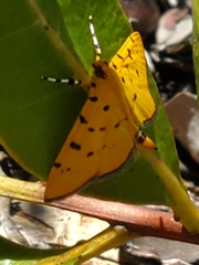 Phaedropsis stictigramma