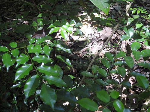 Myroxylon balsamum observed 2026-04-25