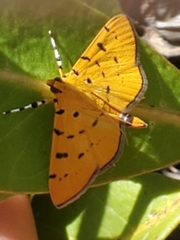 Phaedropsis stictigramma