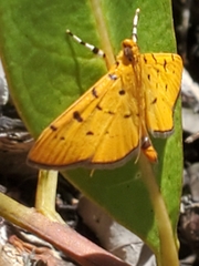 Phaedropsis stictigramma