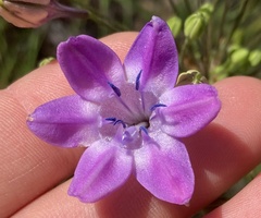Triteleia bridgesii, photograph (c) Adam J. Searcy, some rights reserved (CC BY)