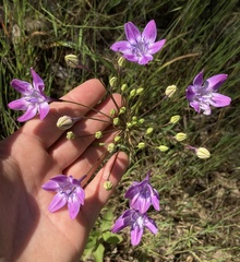Triteleia bridgesii, photograph (c) Adam J. Searcy, some rights reserved (CC BY)