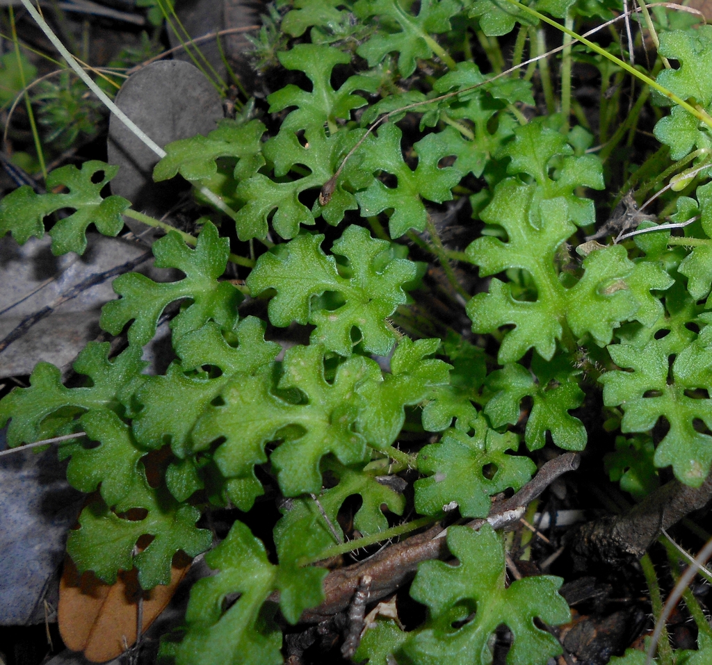 Heptanthus lobatus