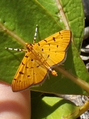 Phaedropsis stictigramma