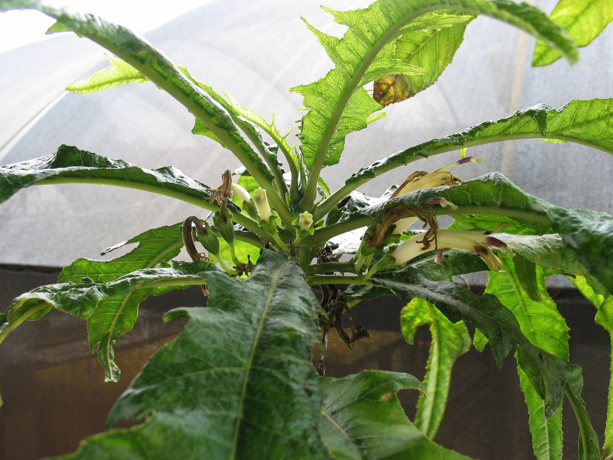 Cyanea pinnatifida