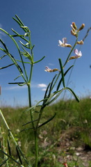 Astragalus austriacus