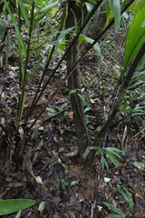 Carpotroche platyptera