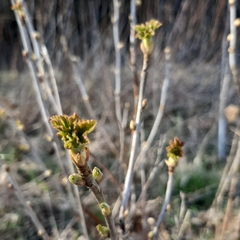 Ribes nigrum