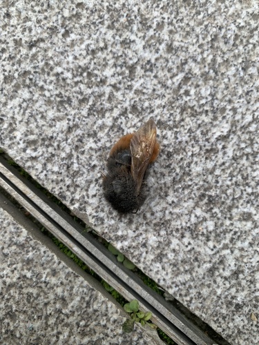 Orange-legged Bumble Bee