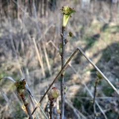 Ribes nigrum