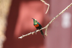 Black-Bellied Sunbird photo 1