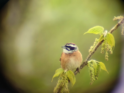 Meadow Bunting