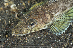 Platycephalidae