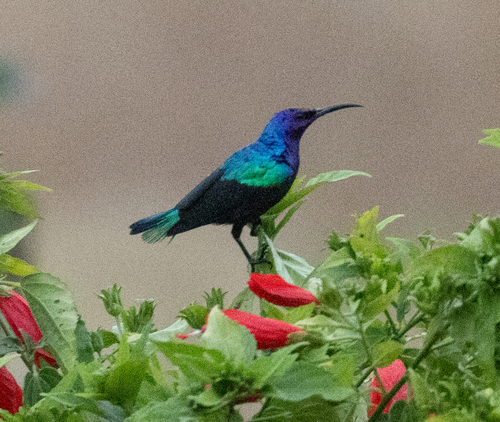 Splendid Sunbird (Cinnyris coccinigastrus), photo 3