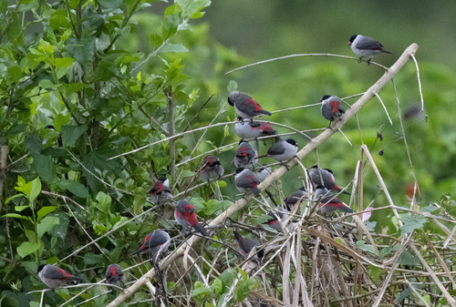 Black-crowned Waxbill (Estrilda nonnula), photo 4