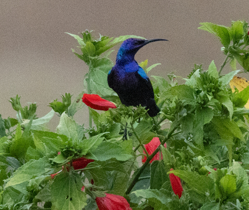 Splendid Sunbird (Cinnyris coccinigastrus), photo 4