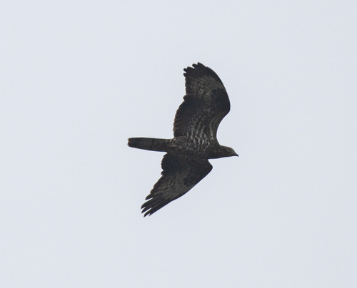 European Honey Buzzard (Pernis apivorus), photo 4
