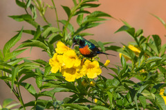 Black-Bellied Sunbird photo 2