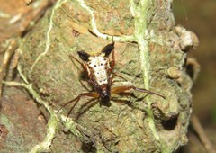 Micrathena duodecimspinosa