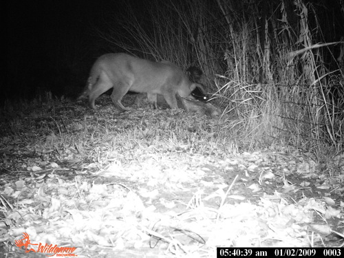 Mountain Lion photographed in Idaho