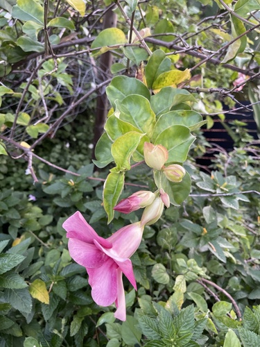 Allamanda blanchetii, 2026-05-08