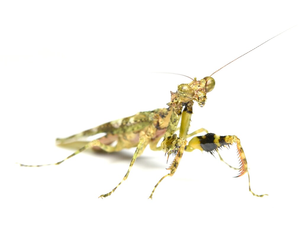 Moulton's Giant Moss Mantis
