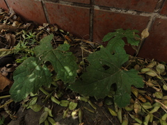 Ampelopsis glandulosa heterophylla