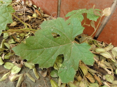 Ampelopsis glandulosa heterophylla
