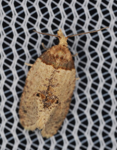 Brown-shouldered Henricus photo 5