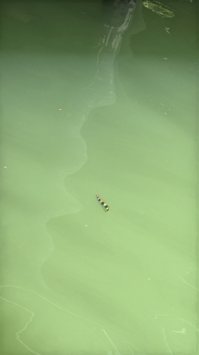 Banded Archerfish