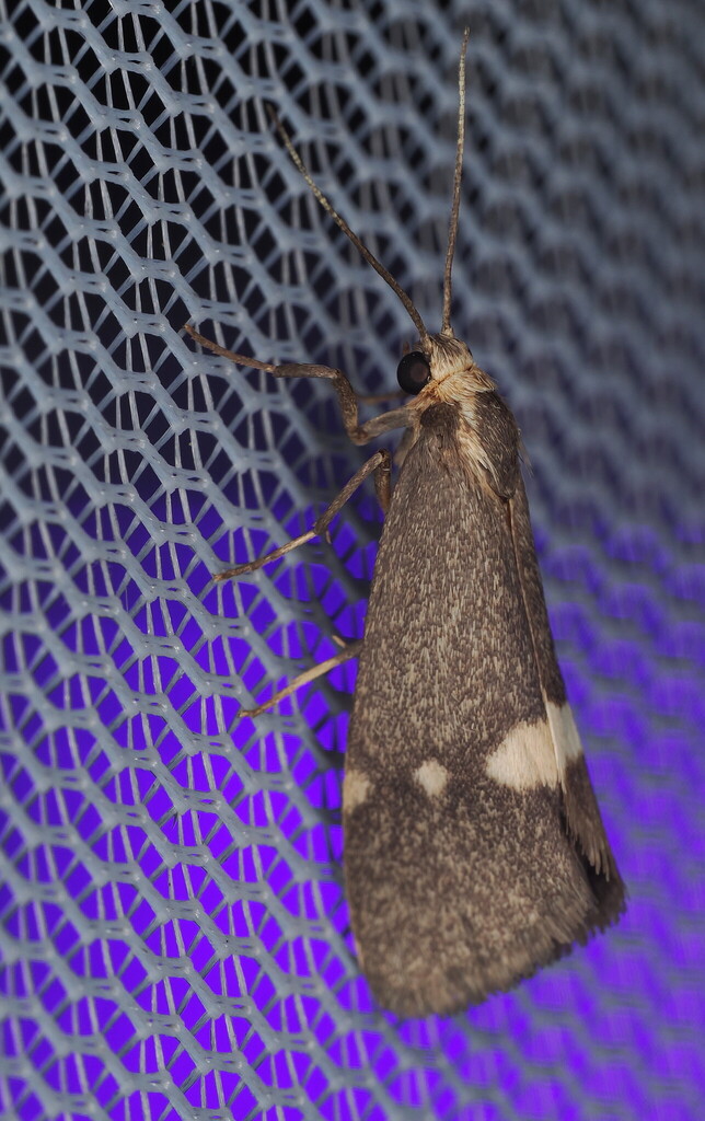 Cisthene dorsimacula