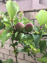 Prunus armeniaca