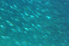 Selaroides leptolepis